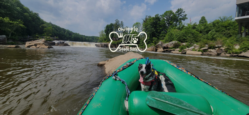 dog in a green raft floating on a river in front of a waterfall