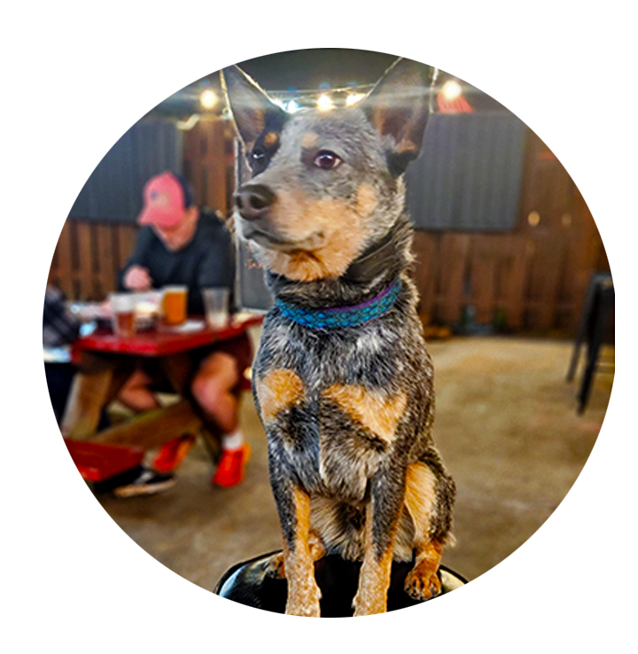 Dog at a restaurant sitting on a stool