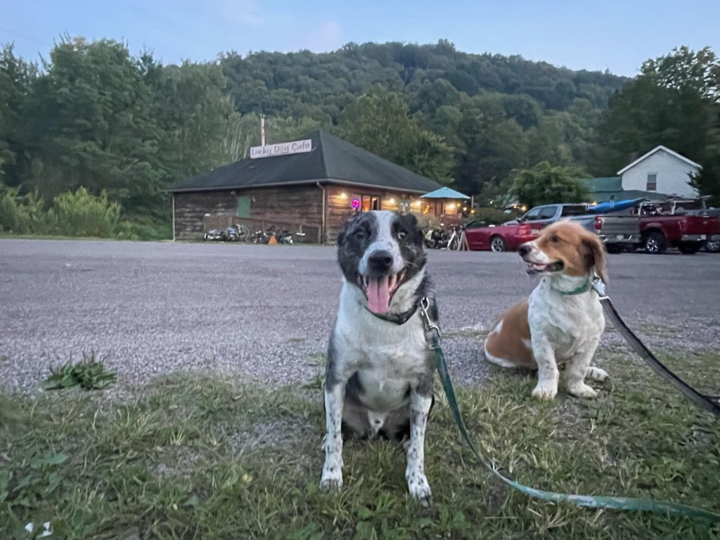 dogs by a restaurant